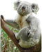 Koala Lifesize Standup