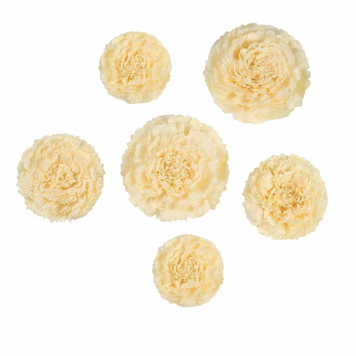 Scallop Shaped Ivory Tissue Flowers 2pcs | 1ct